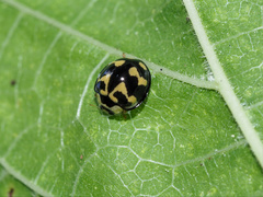 Heterocaria barronensis