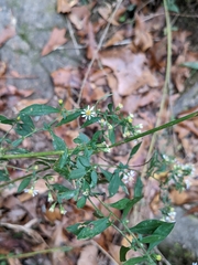 Symphyotrichum lateriflorum