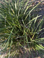 Yucca louisianensis