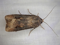 Agrotis ipsilon
