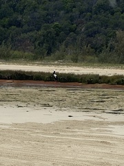 Ephippiorhynchus asiaticus