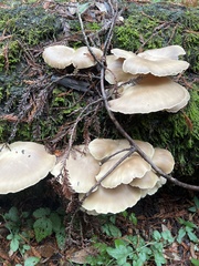 Pleurotus ostreatus