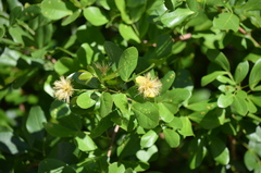 Pithecellobium keyense