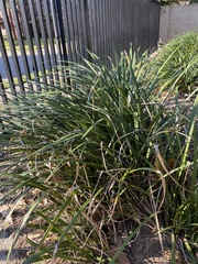 Yucca louisianensis