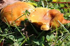 Suillus americanus