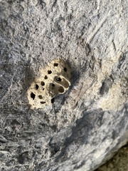 Tenuirostritermes