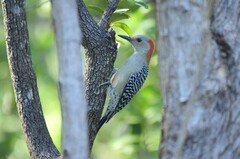 Melanerpes carolinus