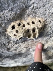 Tenuirostritermes