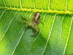 Cytaea