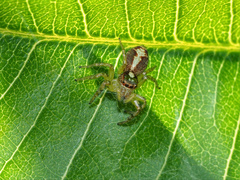 Cytaea