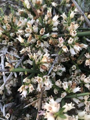 Colletieae