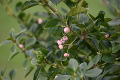 Euonymus