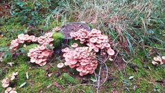 Armillaria ostoyae