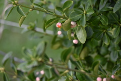 Euonymus