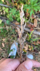 Calamagrostis epigejos