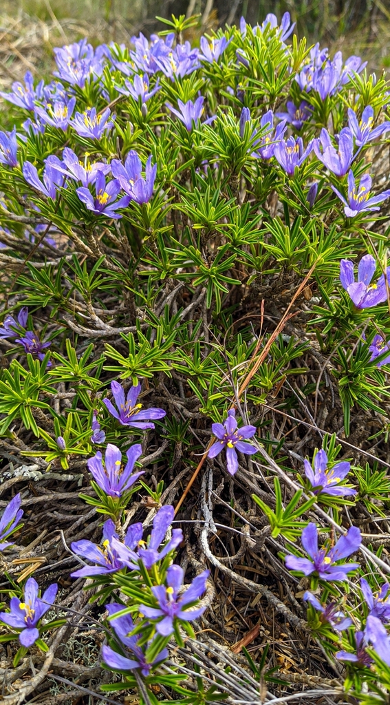 Vellozia taxifolia