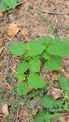 Malvaviscus arboreus