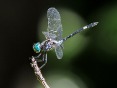 Micrathyria ocellata