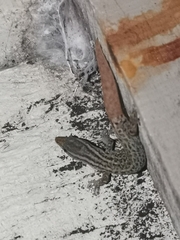Sphaerodactylus graptolaemus