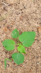 Malvaviscus arboreus