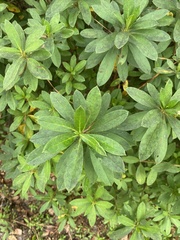 Rhododendron indicum