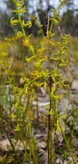 Stackhousia viminea