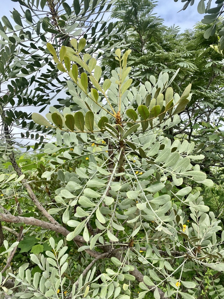 Pseudosmodingium virletii