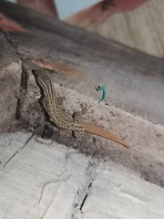 Sphaerodactylus graptolaemus