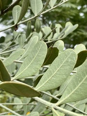 Pseudosmodingium virletii