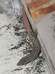 Sphaerodactylus graptolaemus