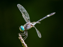 Micrathyria ocellata