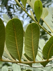 Pseudosmodingium virletii