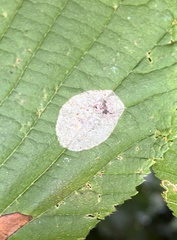 Phyllonorycter coryli