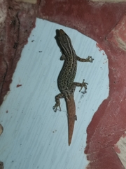 Sphaerodactylus graptolaemus