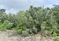 Pseudosmodingium virletii