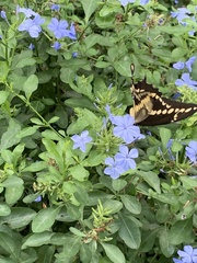 Heraclides cresphontes