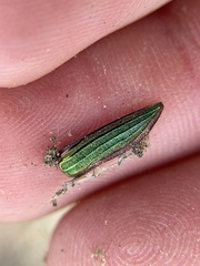 Buprestis aurulenta