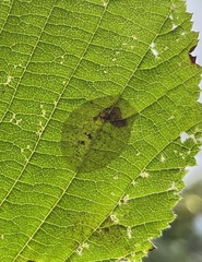 Phyllonorycter coryli