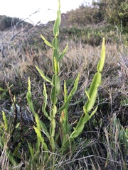 Baccharis trimera