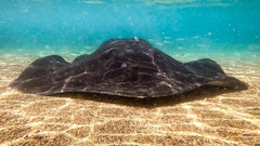 Bathytoshia brevicaudata