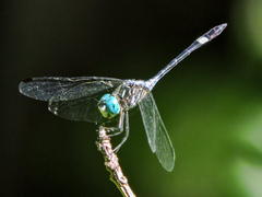 Micrathyria ocellata