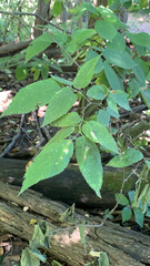 Celtis occidentalis