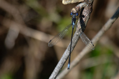 Lestes congener