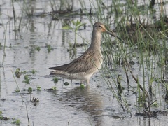 Limnodromus scolopaceus