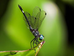 Micrathyria ocellata