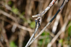 Lestes congener