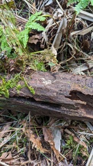 Henningsomyces candidus