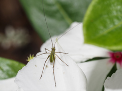 Phaneroptera gracilis