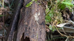 Henningsomyces candidus