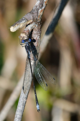 Lestes congener